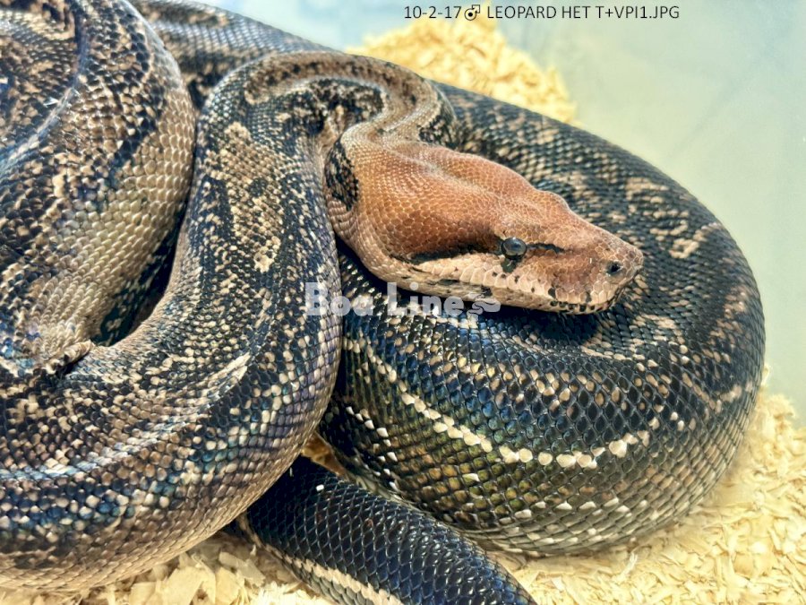LEOPARD HET T+VPI